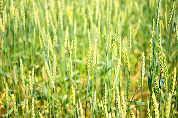 Image showing wheat