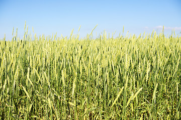 Image showing wheat field