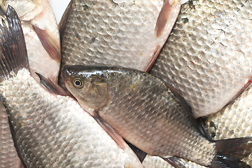 Image showing fresh fish