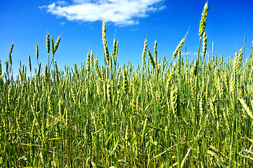 Image showing wheat field 