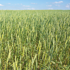 Image showing wheat field 