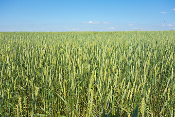 Image showing wheat field 