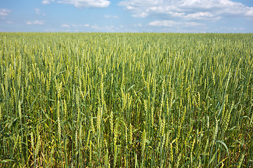 Image showing wheat field 