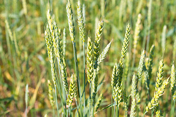 Image showing wheat