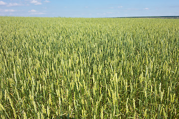 Image showing wheat field 