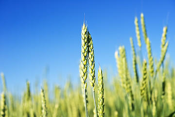 Image showing wheat field