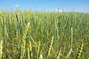 Image showing wheat field 