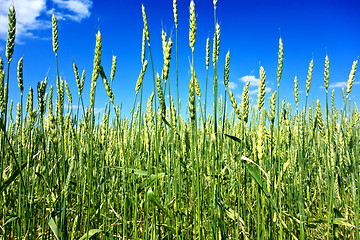 Image showing wheat field 