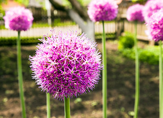 Image showing garlic flower