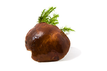 Image showing Polish mushroom