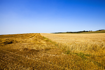 Image showing the harvest company of wheat  