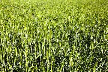 Image showing agricultural field  