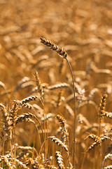 Image showing mature wheat  