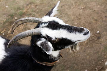 Image showing   goat 