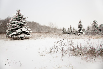 Image showing   trees in winter