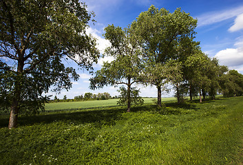 Image showing trees  