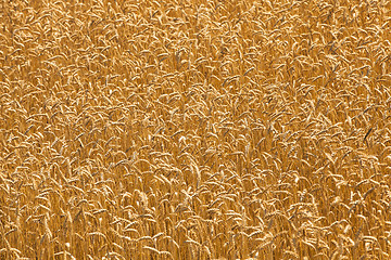 Image showing mature wheat  
