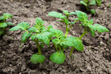 Image showing agricultural  