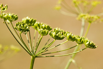 Image showing fennel  