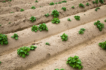 Image showing  green potatoes 