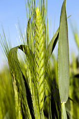 Image showing agricultural field  