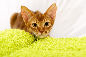 Image showing Abyssinian kitten 