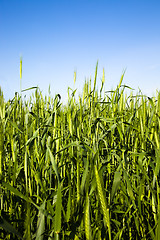 Image showing agricultural field  