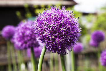 Image showing blossoming garlic 