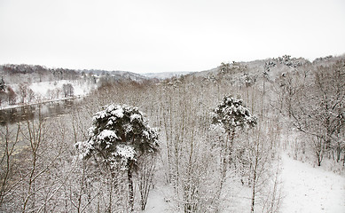 Image showing   forest in winter