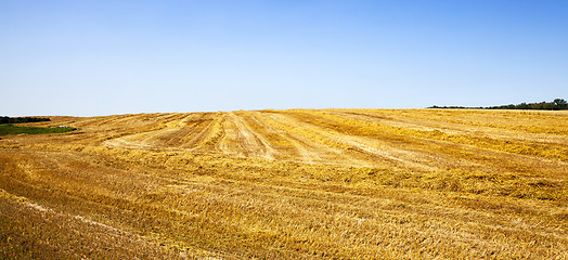 Image showing agriculture  