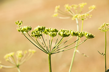 Image showing fennel 