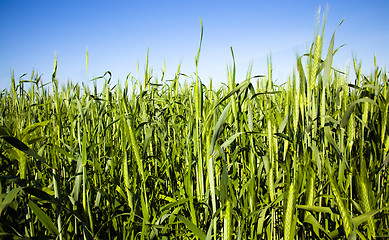 Image showing agricultural field  