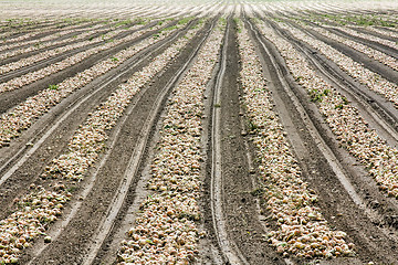 Image showing the onion field.