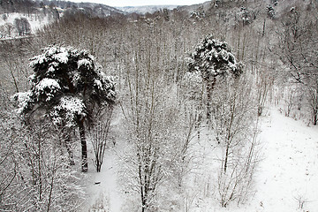 Image showing   forest in winter