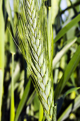 Image showing agricultural field  