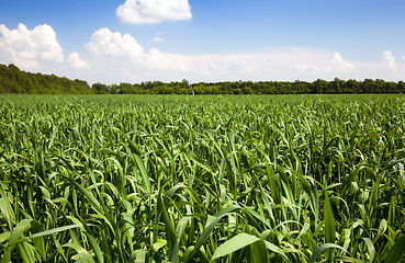 Image showing corn field