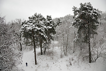 Image showing winter forest  