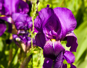 Image showing   purple IRIS