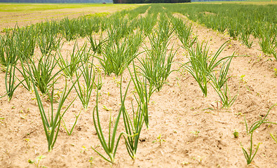 Image showing  green onions