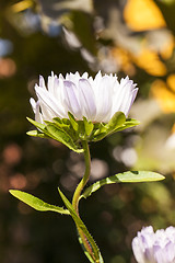 Image showing white flower  