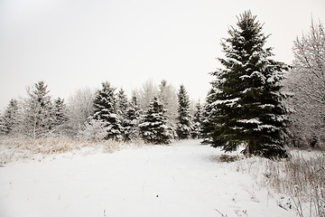 Image showing   trees in winter