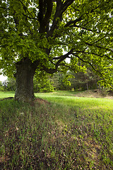 Image showing green oak  