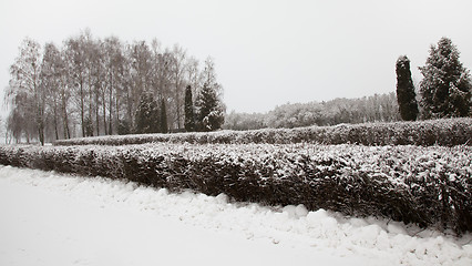 Image showing Winter forest