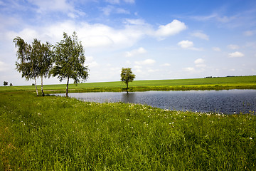 Image showing trees about the lake 