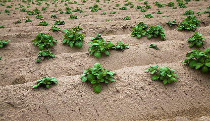 Image showing agricultural  