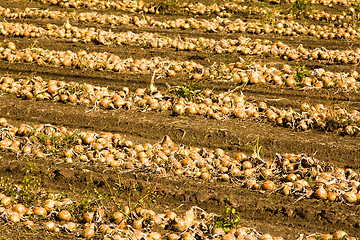Image showing the onion field