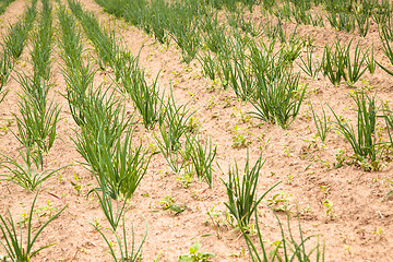 Image showing green onion 