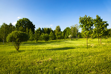 Image showing   trees in  summer 