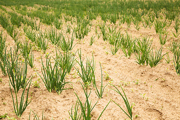 Image showing green onion 