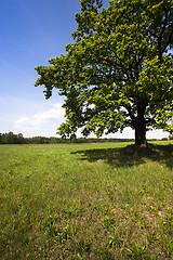 Image showing oak in the field  